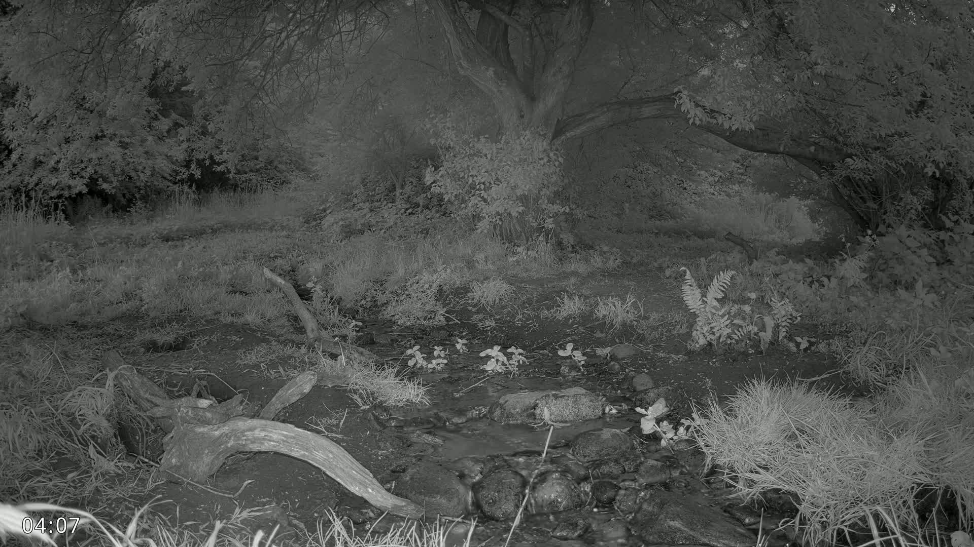 Dronninglund, Wildlife In The Forest Live Cam - Dronninglund, Bronderslev, Nordjylland(North Denmark), Denmark