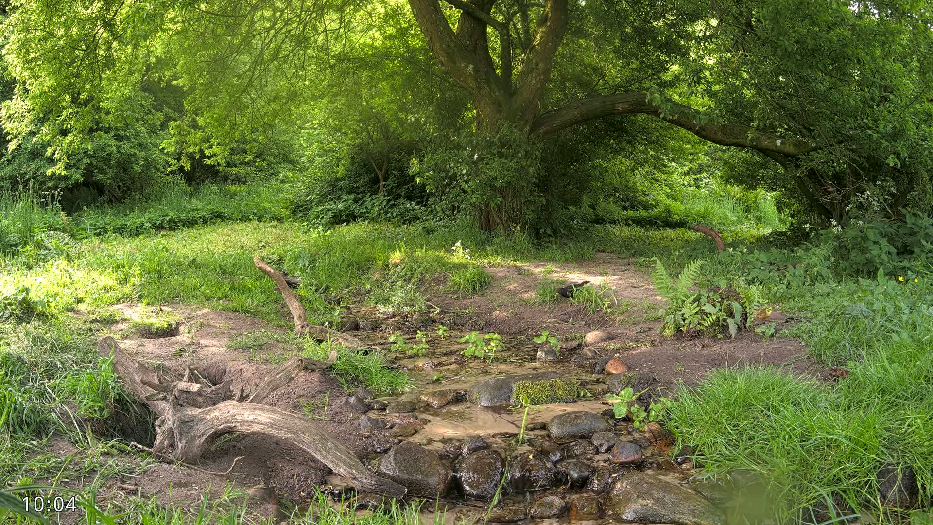 A small stream flows through a sun-dappled woodland, where a large tree casts shade over a grassy area with fallen logs.