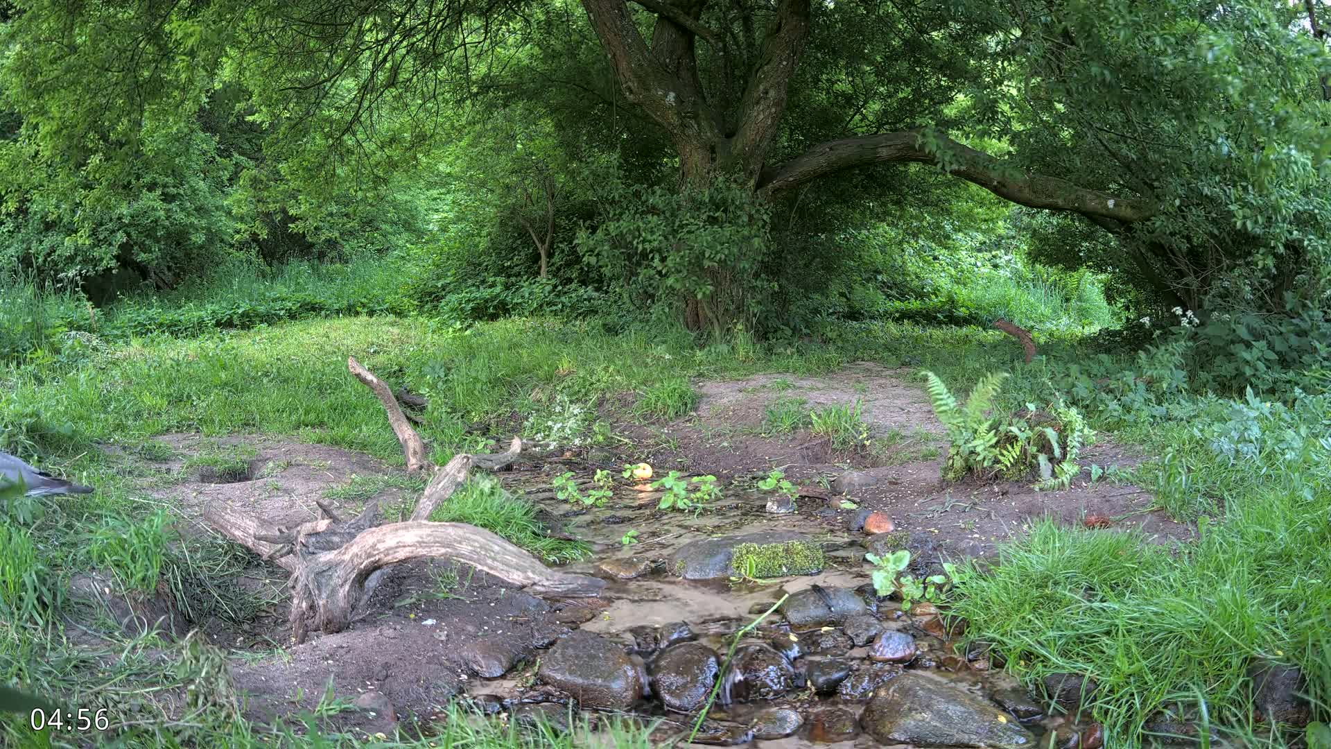 A small stream flows through a lush green forest under a large tree, on a partly sunny day.