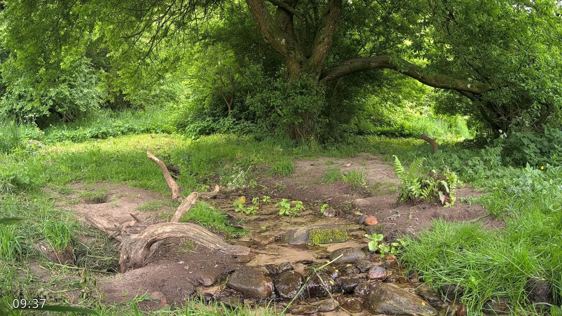 A small stream flows through a lush green forest under a large tree on a partly sunny day.