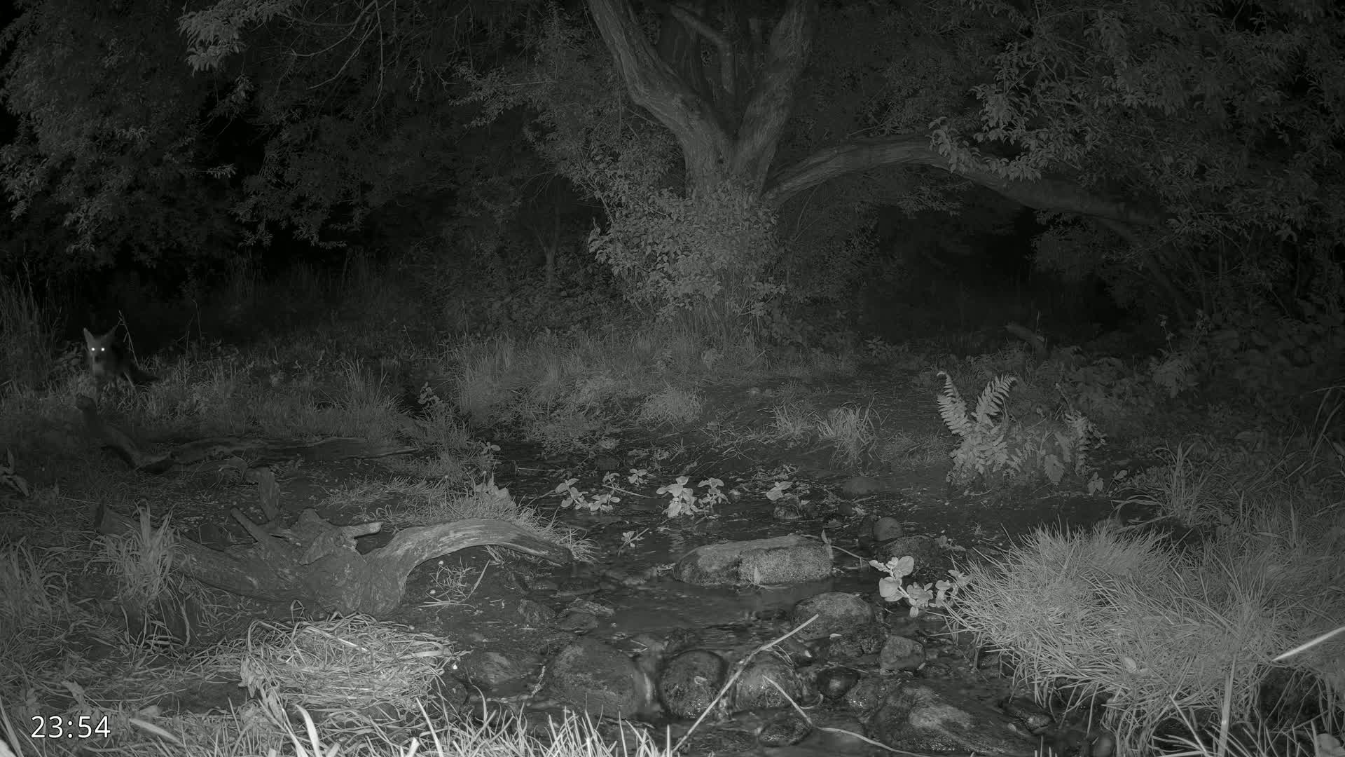 A fox stands near a small stream in a dark, wooded area at night.