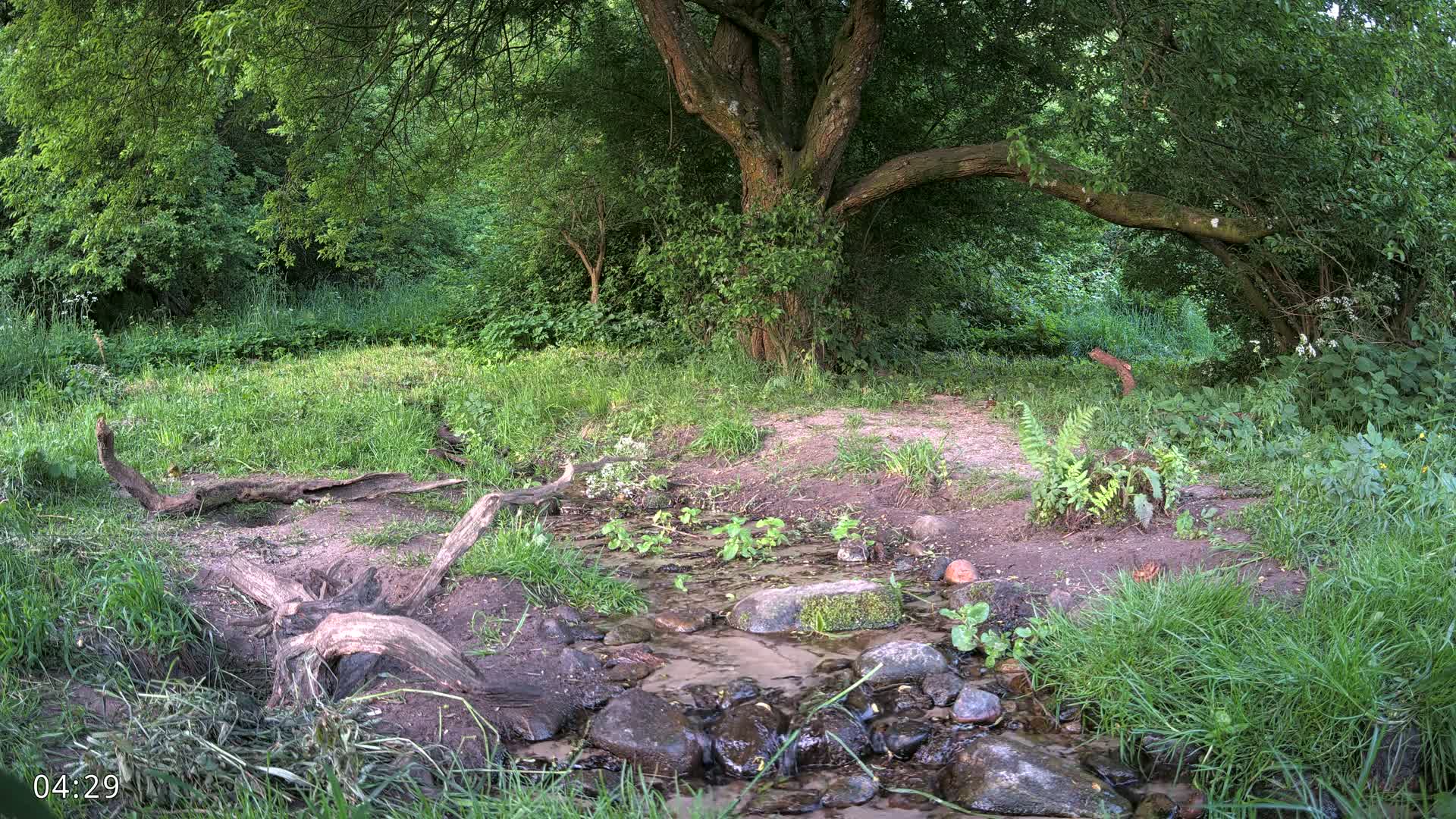 Dronninglund, Wildlife In The Forest Live Cam - Dronninglund, Bronderslev, Nordjylland(North Denmark), Denmark