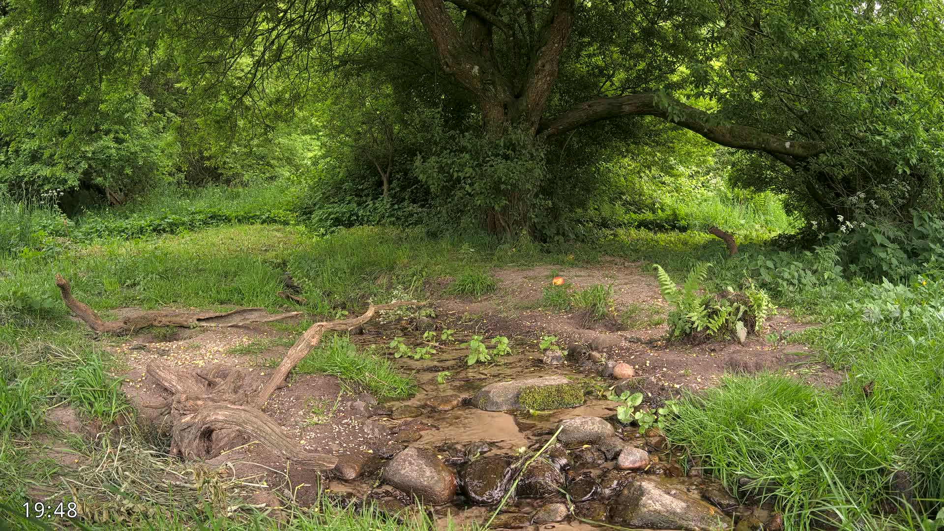 A small stream flows through a lush green forest under a large tree on a partly sunny day.