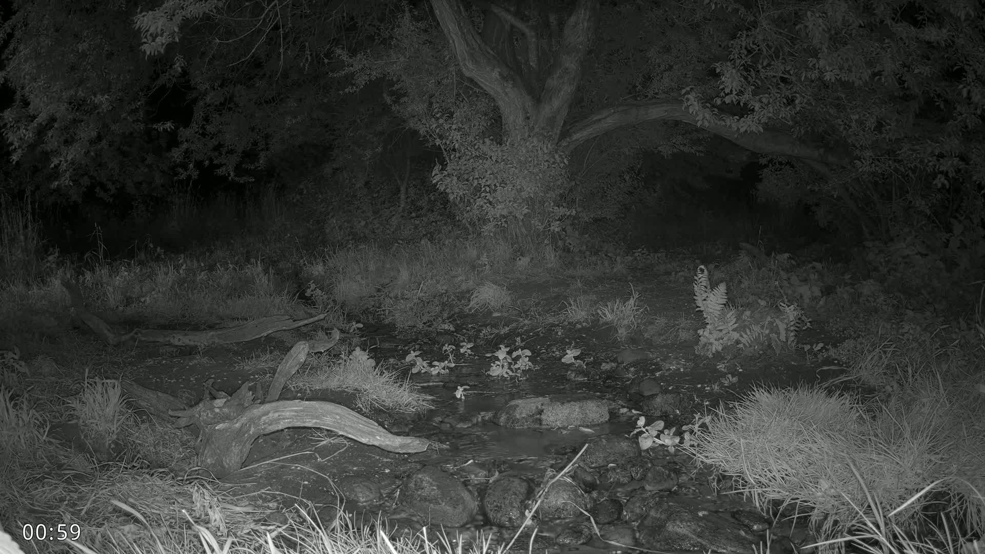 A nighttime, grayscale image shows a small stream flowing through a wooded area with a large tree in the background.
