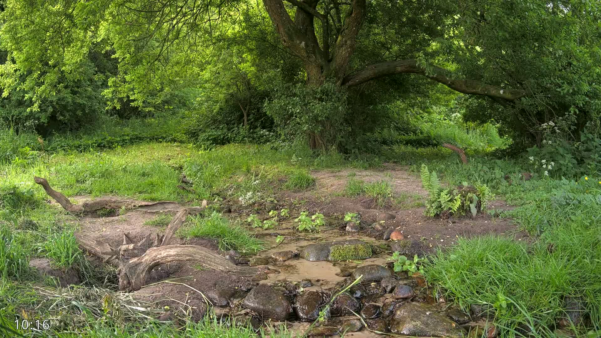A small stream flows through a lush green forest under a large tree on a sunny day.