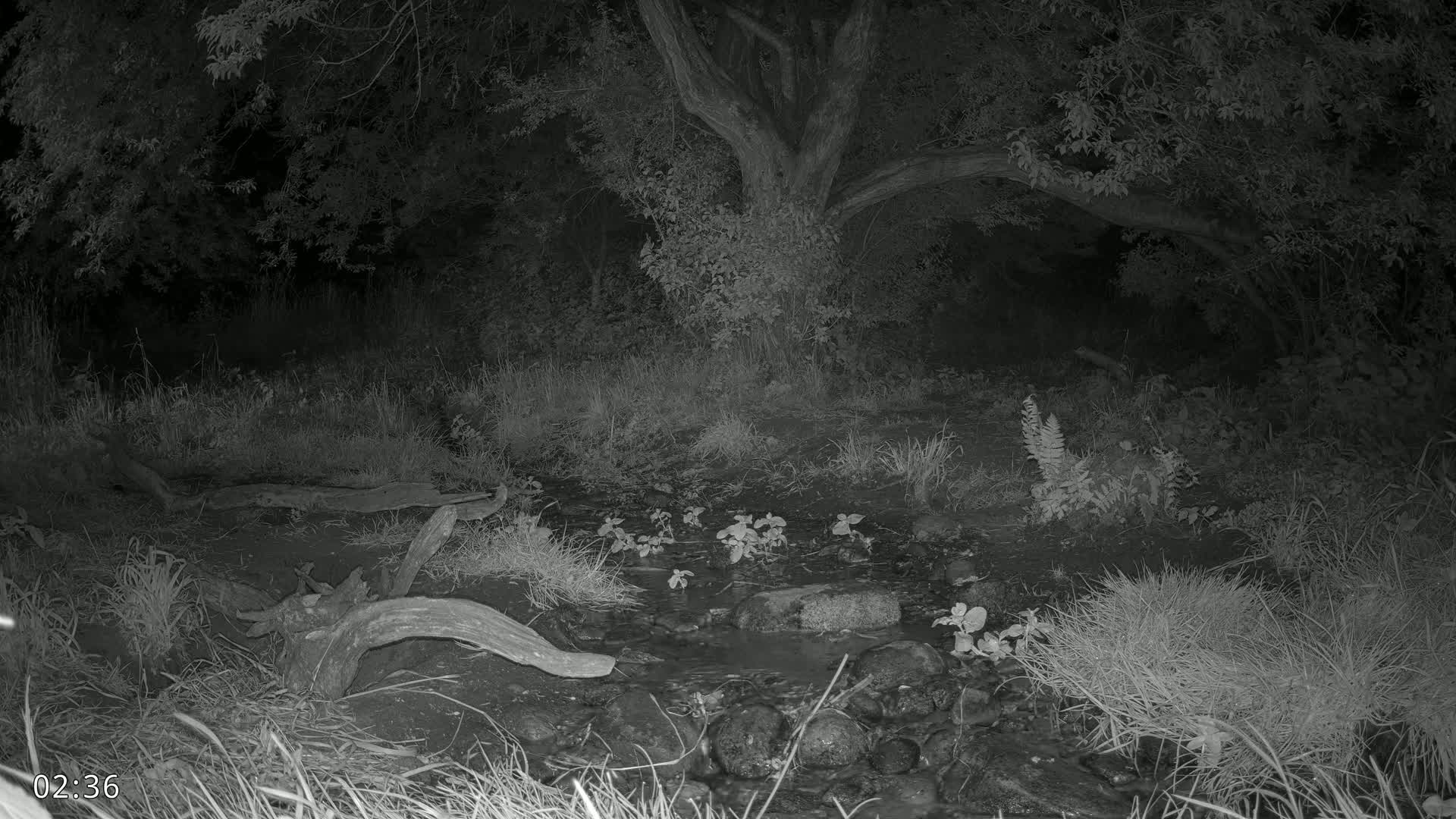 A dark, nighttime scene shows a small stream flowing through a wooded area with a large tree at the center, surrounded by tall grass and vegetation.