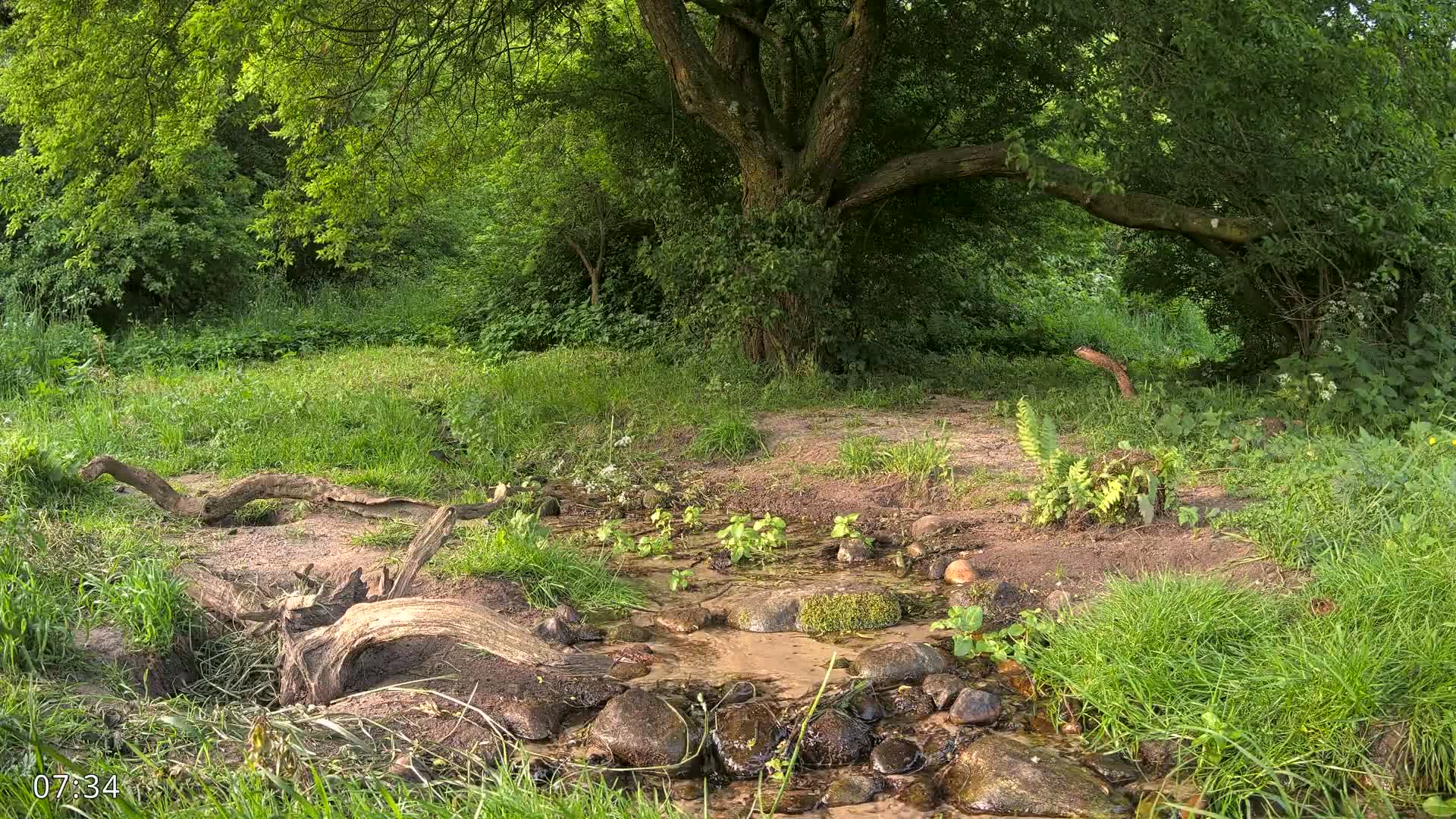 A small stream flows through a lush green forest under a partly sunny sky, with fallen logs and rocks lining its banks.