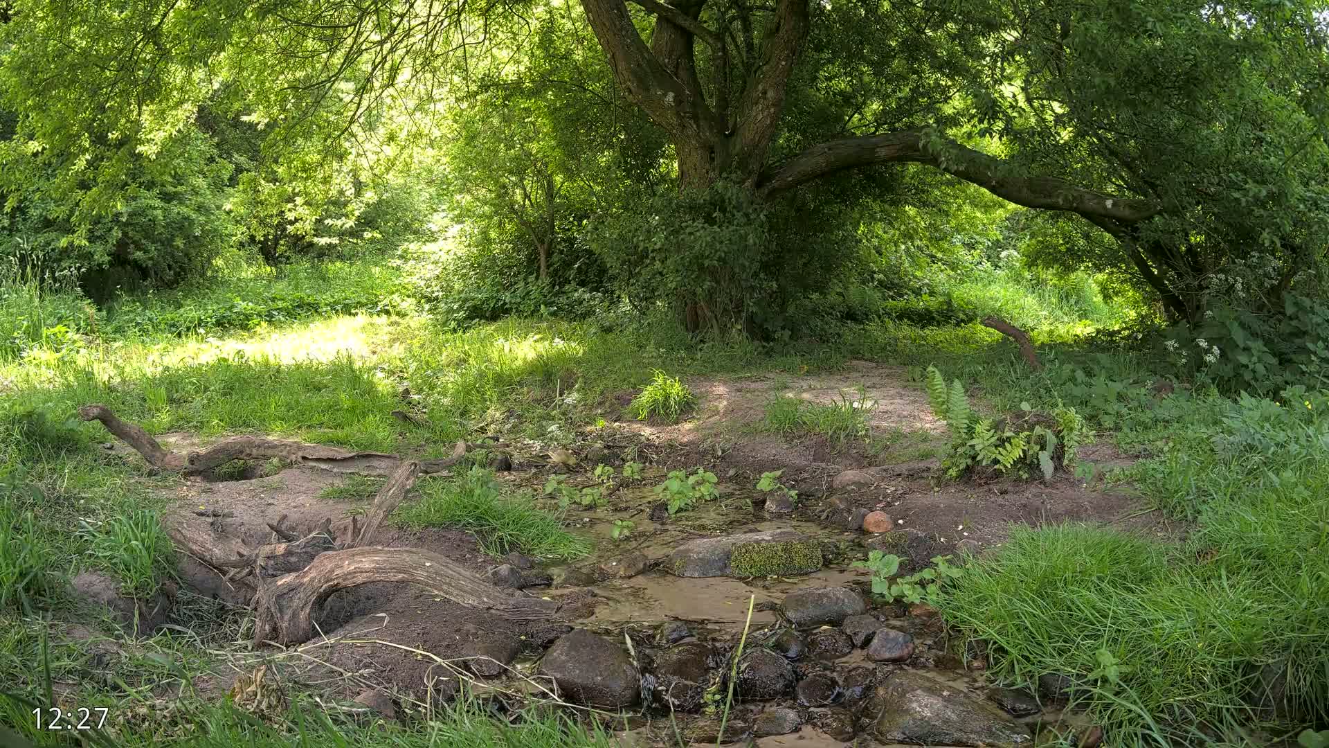 A small stream flows through a lush, sun-dappled woodland area.