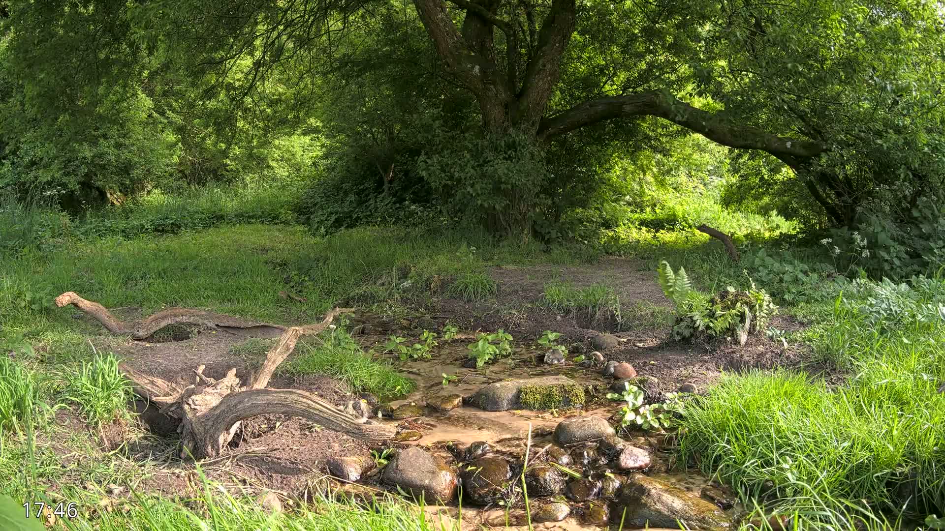 A small stream flows through a lush green woodland area, under the shade of a large tree on a sunny day.