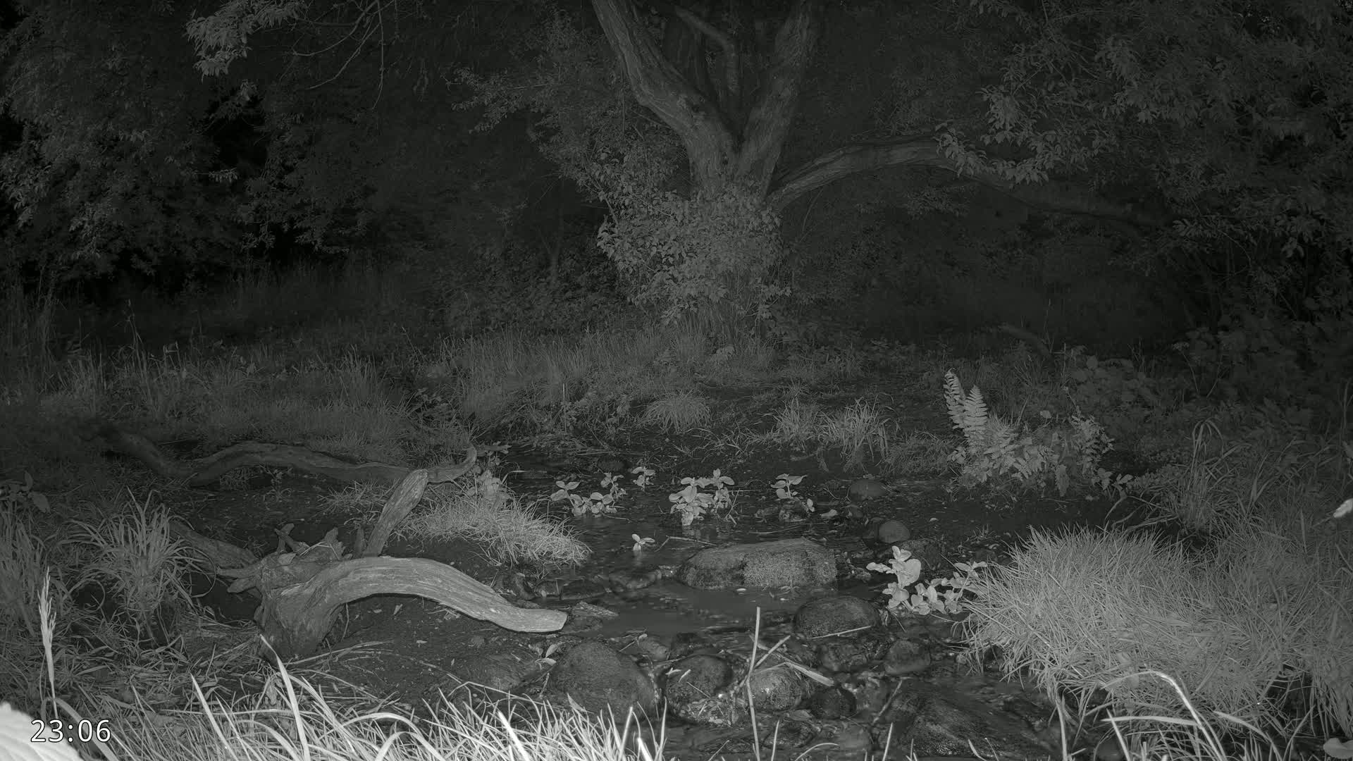 A small stream flows through a dark, wooded area at night, with a large tree and several logs visible near the water.
