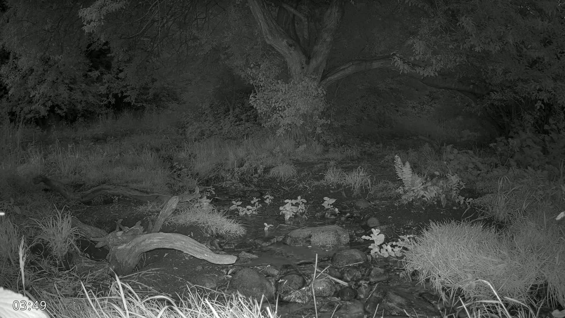Dronninglund, Wildlife In The Forest Live Cam - Dronninglund, Bronderslev, Nordjylland(North Denmark), Denmark