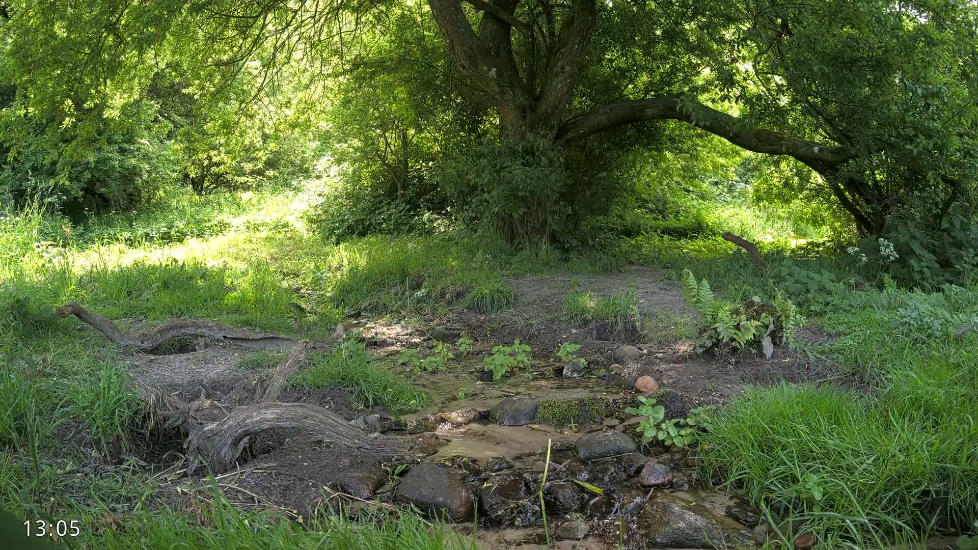 A shallow stream flows through a sun-dappled woodland area under a large tree.