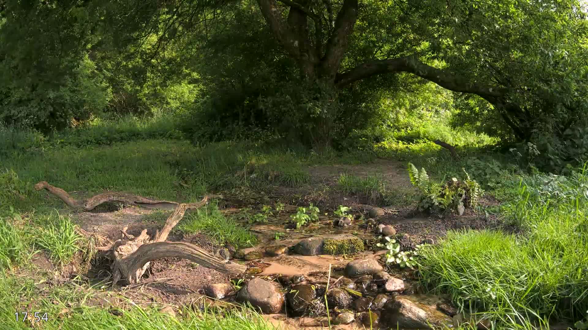 A small stream flows through a lush green forest on a sunny day, with fallen logs and rocks lining its banks.