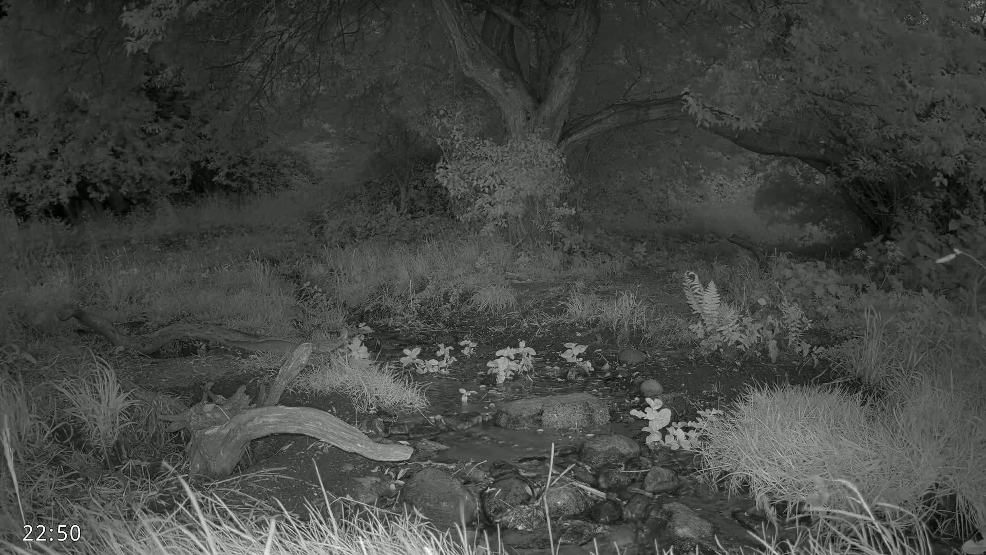 Dronninglund, Wildlife In The Forest Live Cam - Dronninglund, Bronderslev, Nordjylland(North Denmark), Denmark