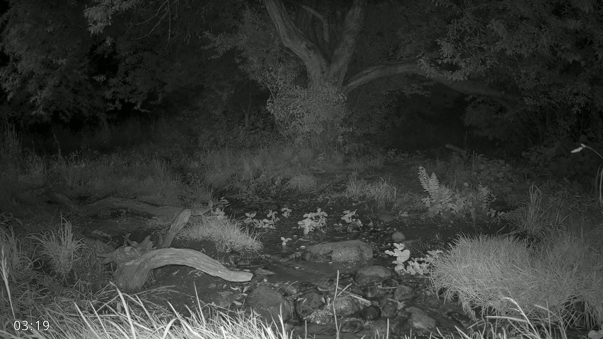 Dronninglund, Wildlife In The Forest Live Cam - Dronninglund, Bronderslev, Nordjylland(North Denmark), Denmark
