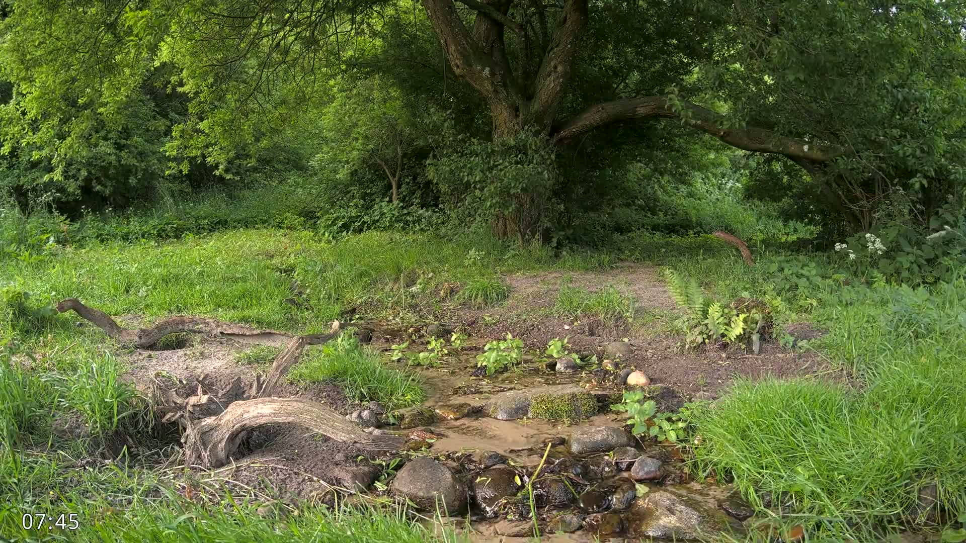 Dronninglund, Wildlife In The Forest Live Cam - Dronninglund, Bronderslev, Nordjylland(North Denmark), Denmark