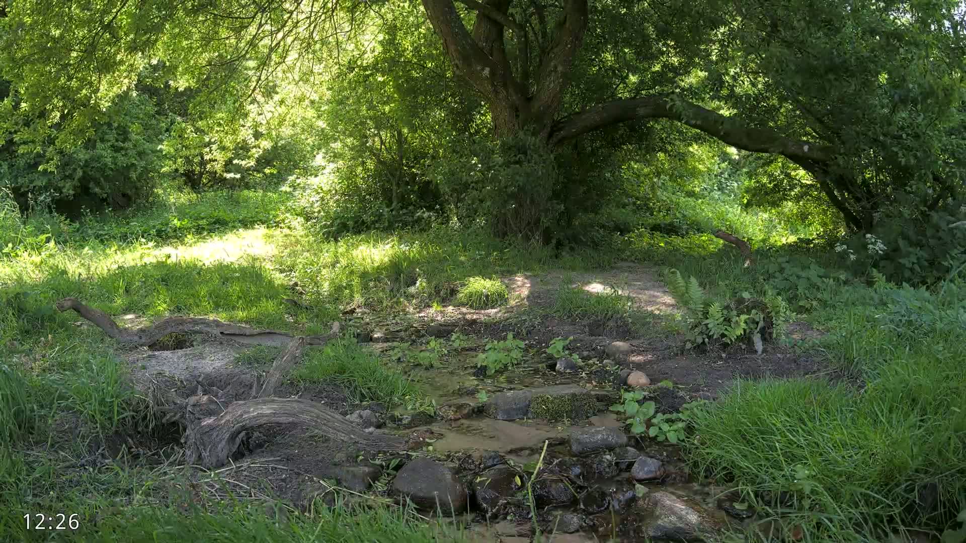 A small stream flows through a lush, sunny woodland, under the shade of a large tree.