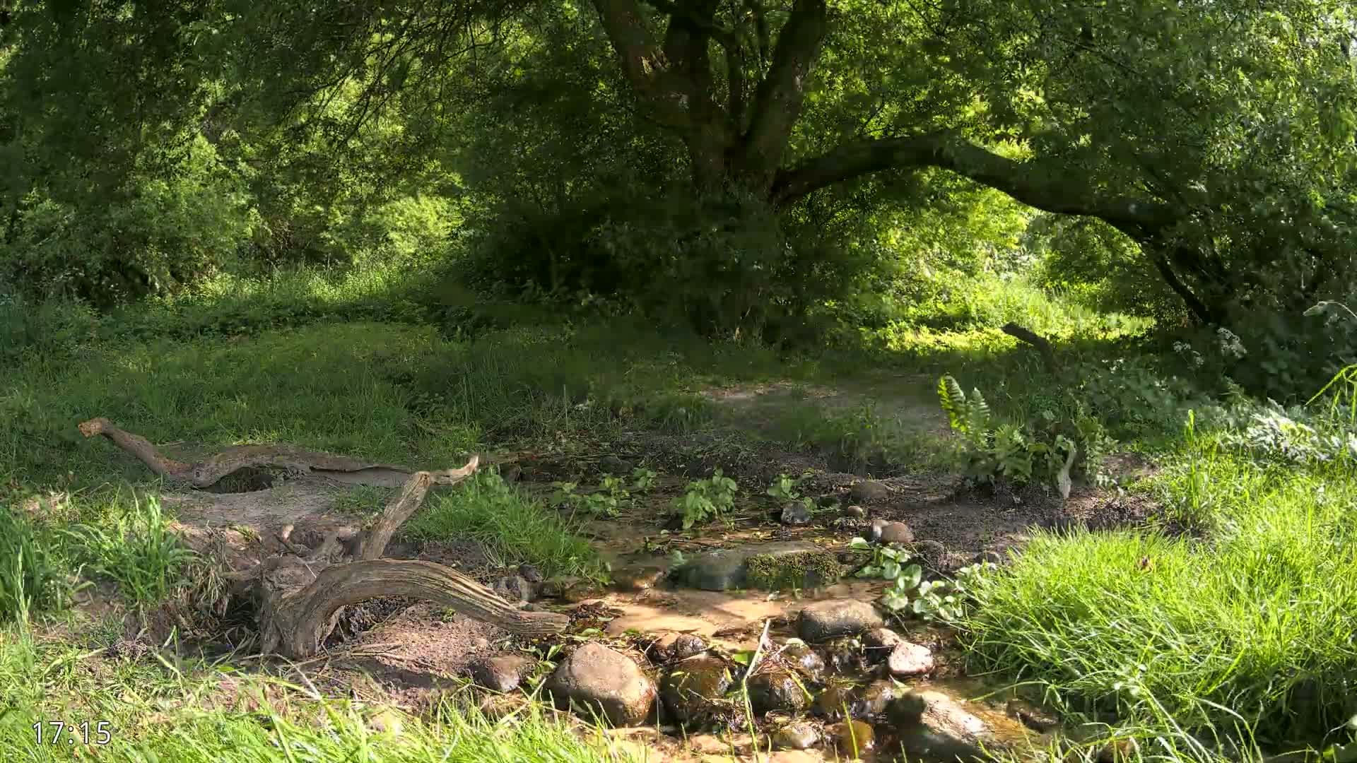 A small stream flows over rocks in a lush green forest under the shade of a large tree on a sunny day.