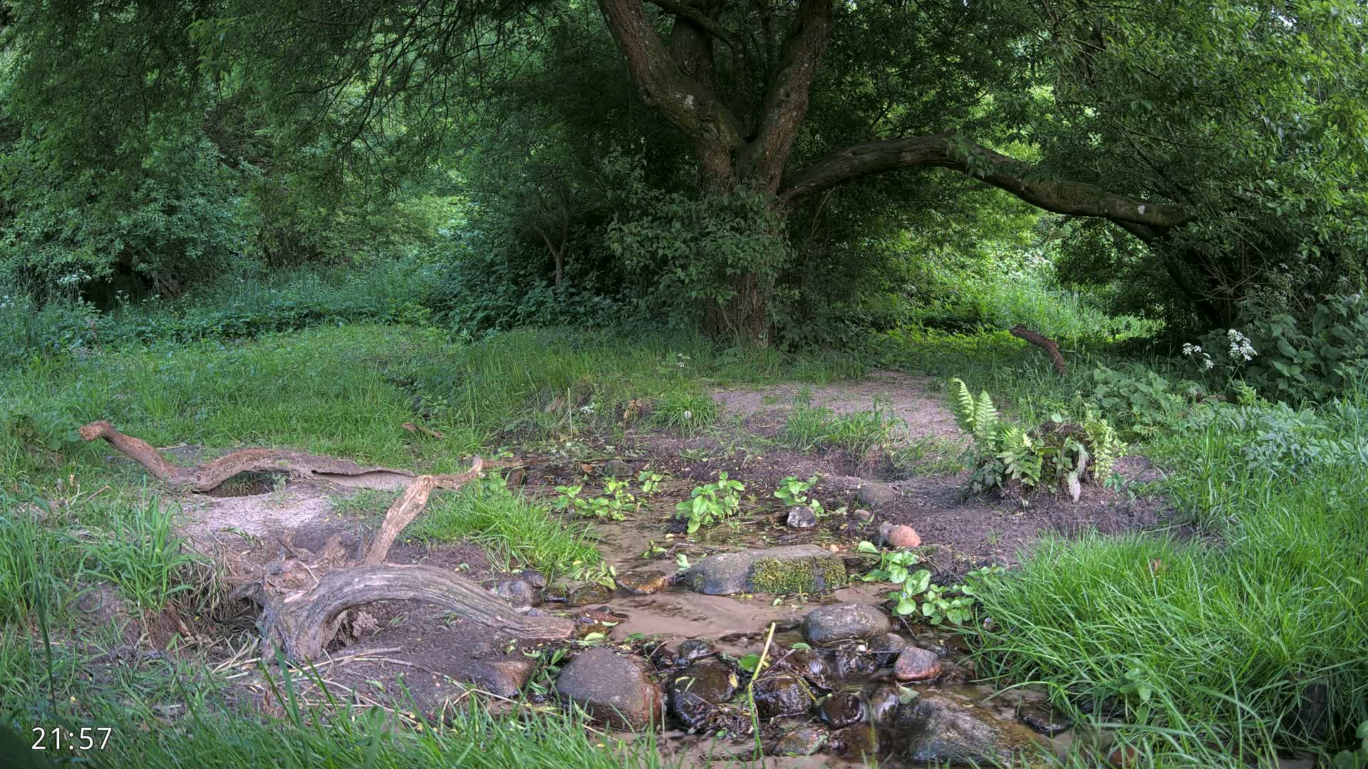 Dronninglund, Wildlife In The Forest Live Cam - Dronninglund, Bronderslev, Nordjylland(North Denmark), Denmark