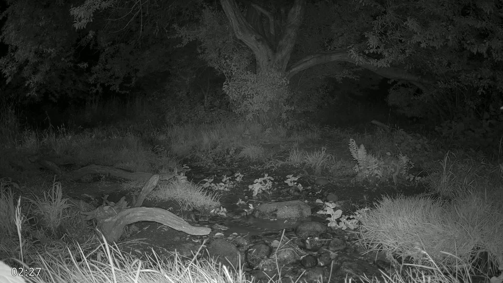Dronninglund, Wildlife In The Forest Live Cam - Dronninglund, Bronderslev, Nordjylland(North Denmark), Denmark