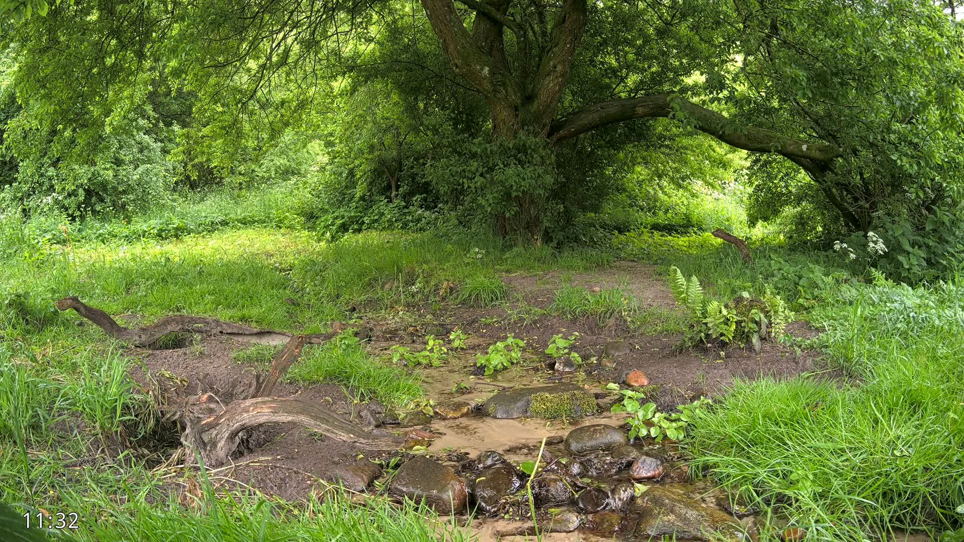 A small stream flows through a lush green woodland, under the shade of a large tree, on a possibly overcast day.