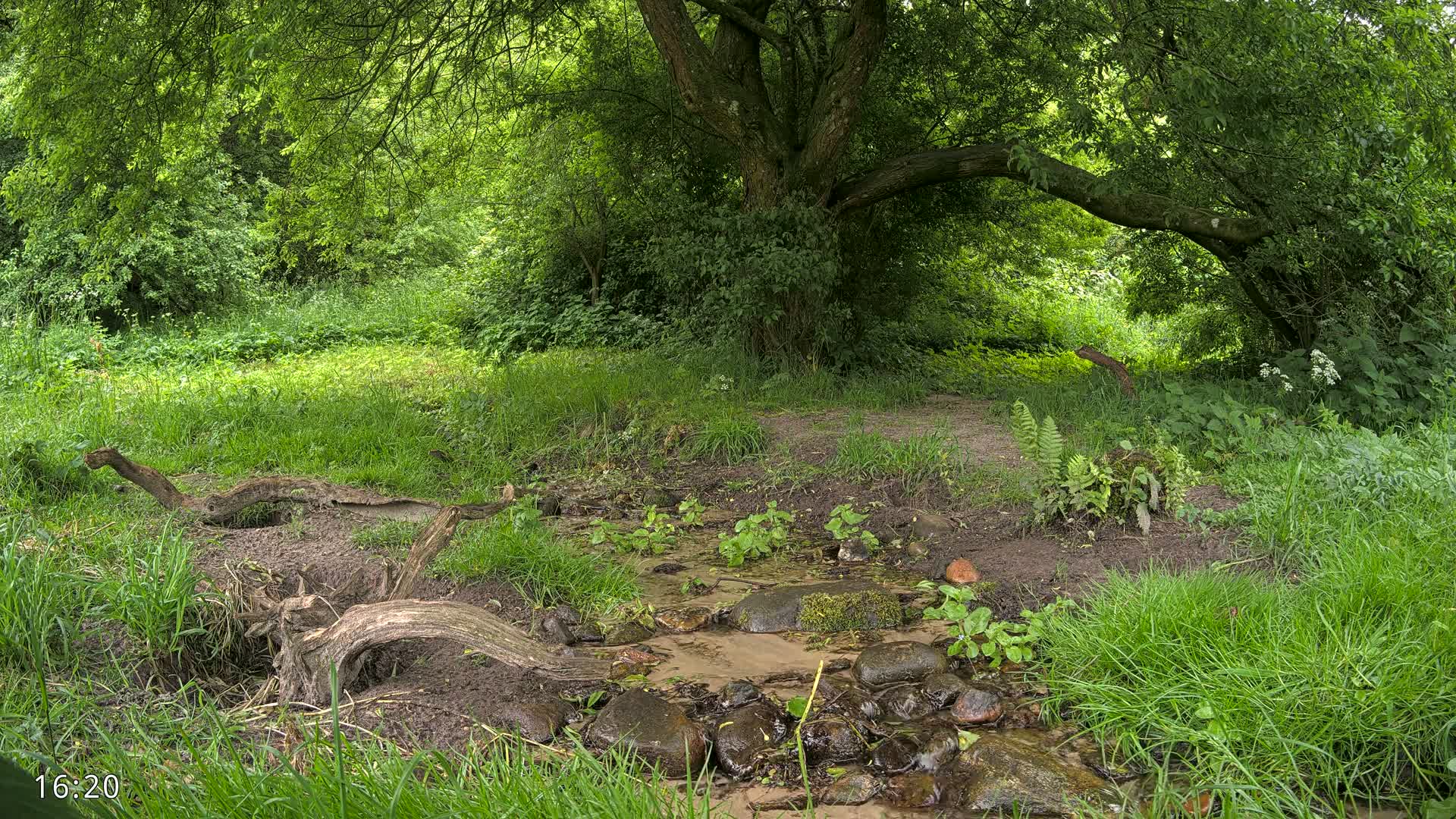 A small stream flows through a lush green forest under a large, overhanging tree on a partly sunny day.