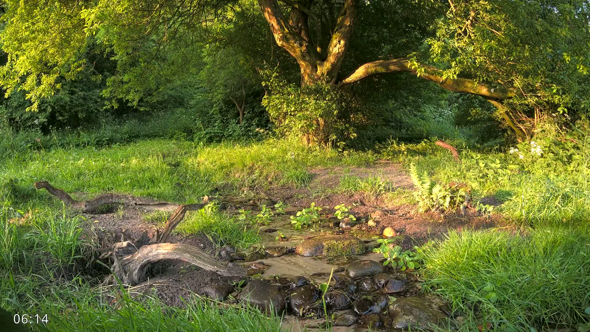 Dronninglund, Wildlife In The Forest Live Cam - Dronninglund, Bronderslev, Nordjylland(North Denmark), Denmark
