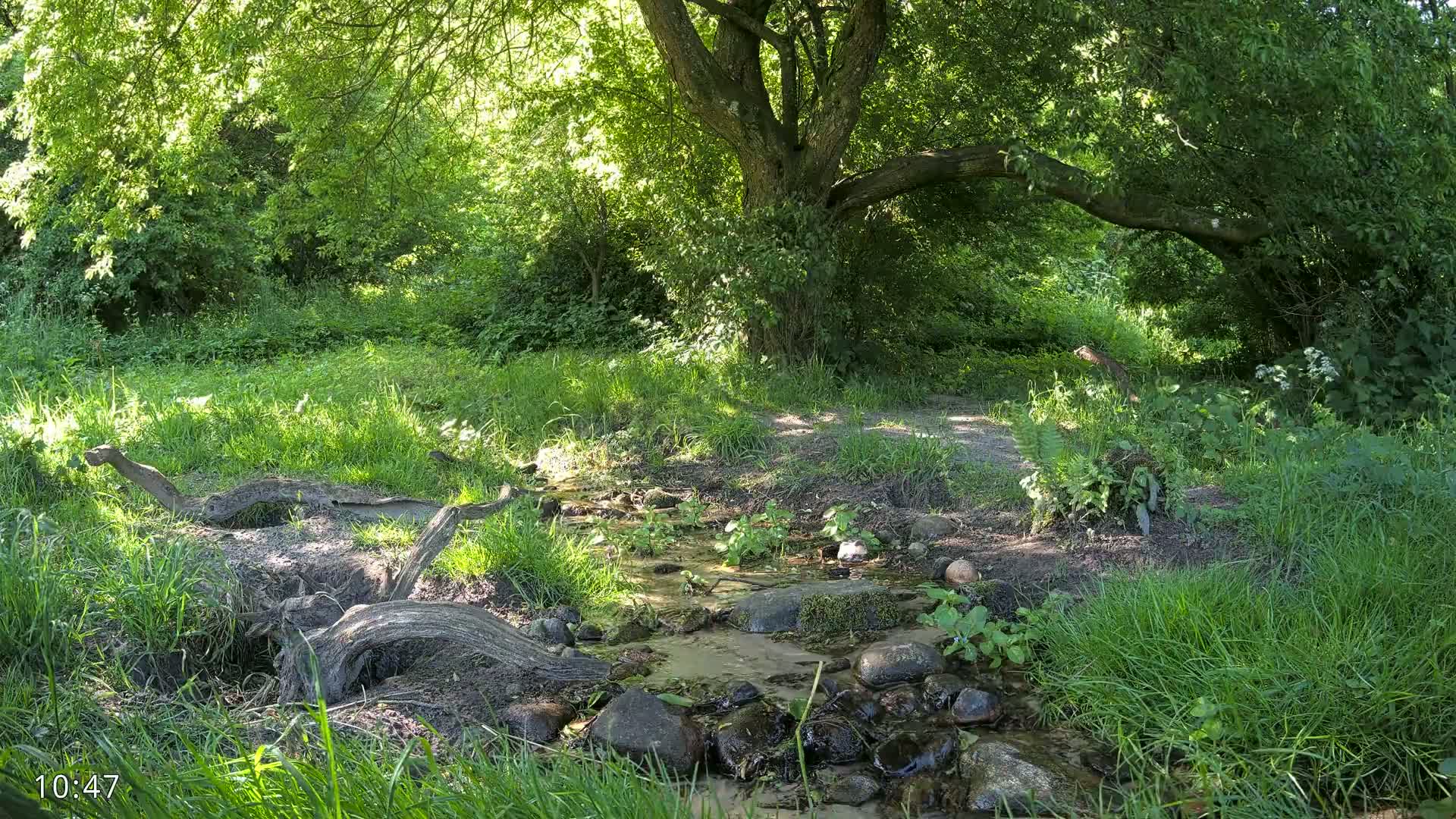 A small stream flows through a lush green forest on a sunny day.