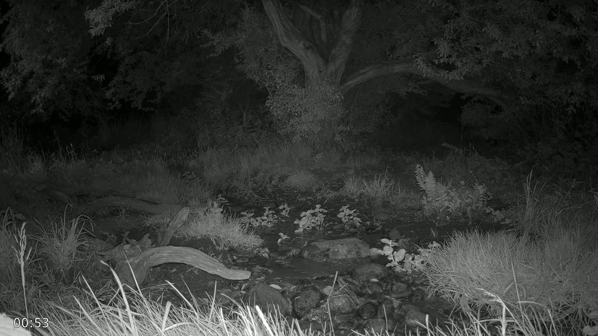 Dronninglund, Wildlife In The Forest Live Cam - Dronninglund, Bronderslev, Nordjylland(North Denmark), Denmark