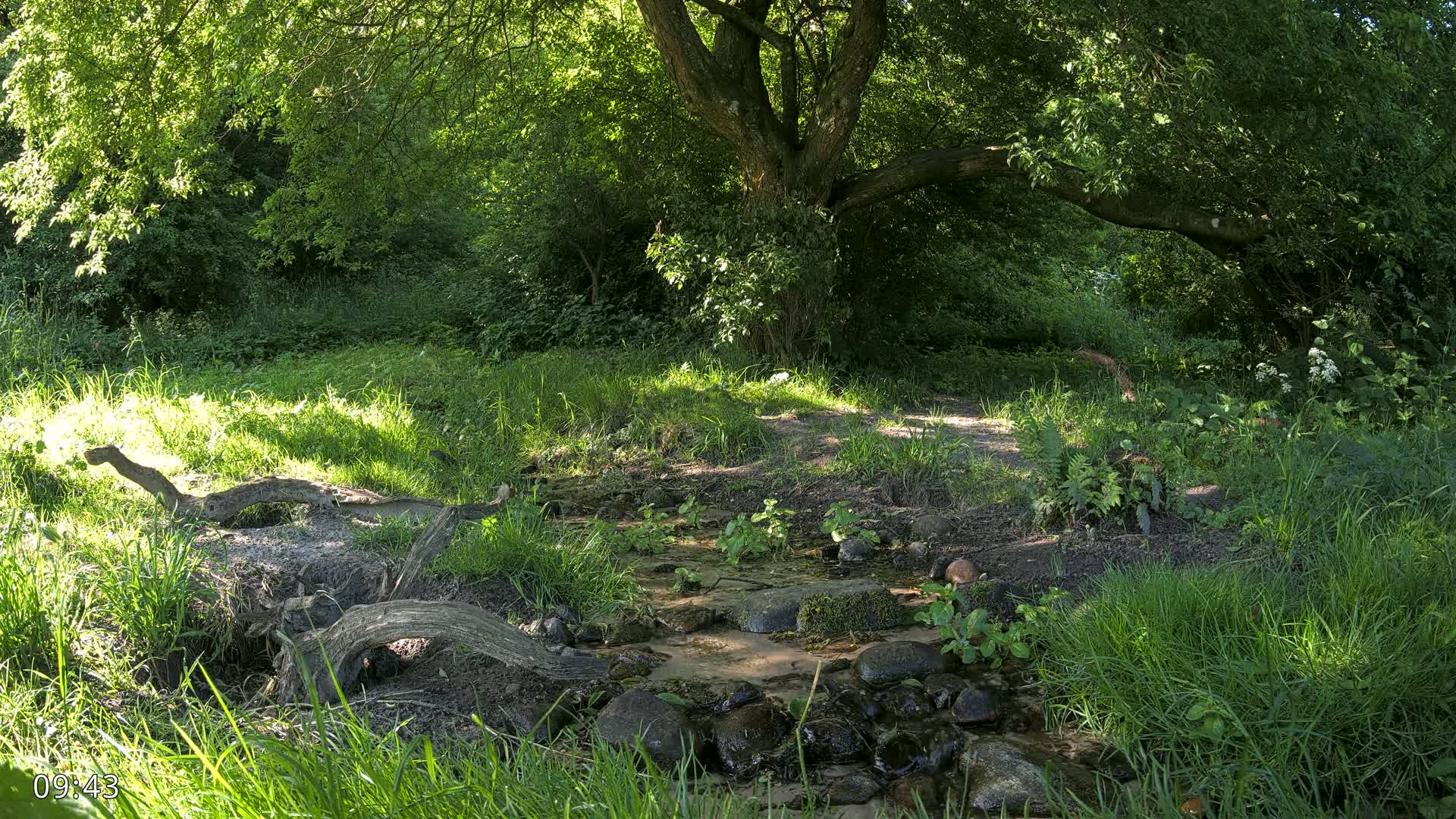 A small stream flows through a lush, sun-dappled forest, with fallen logs and rocks lining its banks.