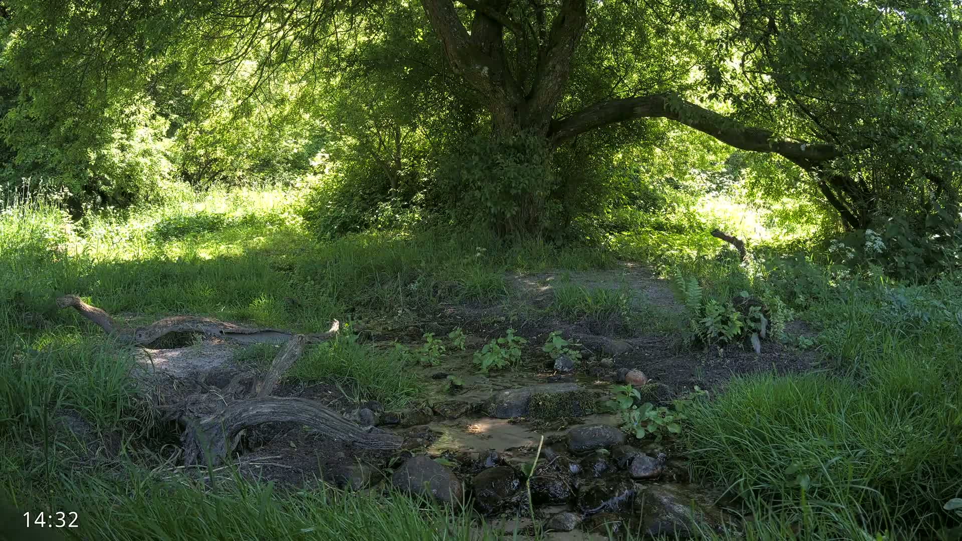 A small stream flows through a sun-dappled, lush green woodland, under the shade of a large tree.