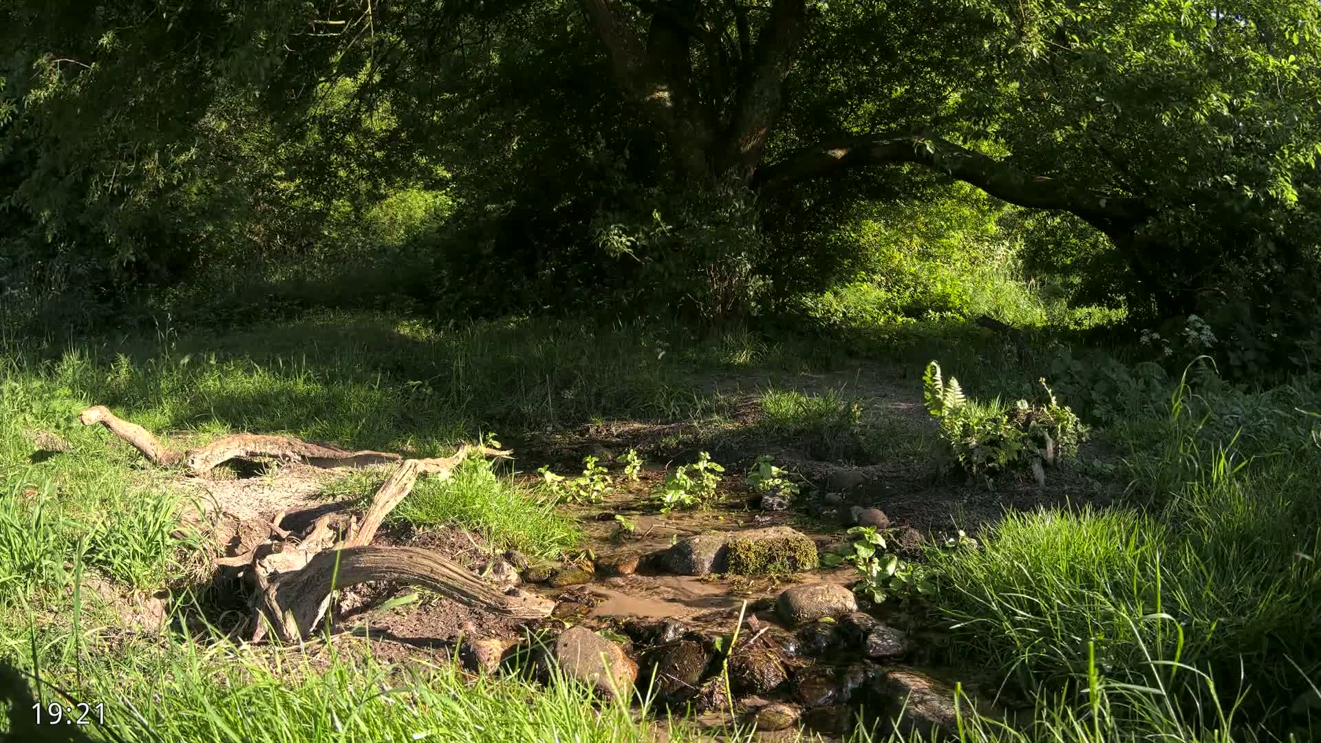 A small stream flows through a lush green forest, under the shade of a large tree, on a sunny day.