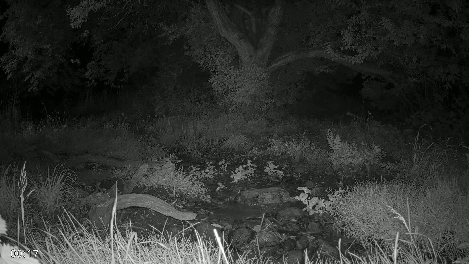Dronninglund, Wildlife In The Forest Live Cam - Dronninglund, Bronderslev, Nordjylland(North Denmark), Denmark