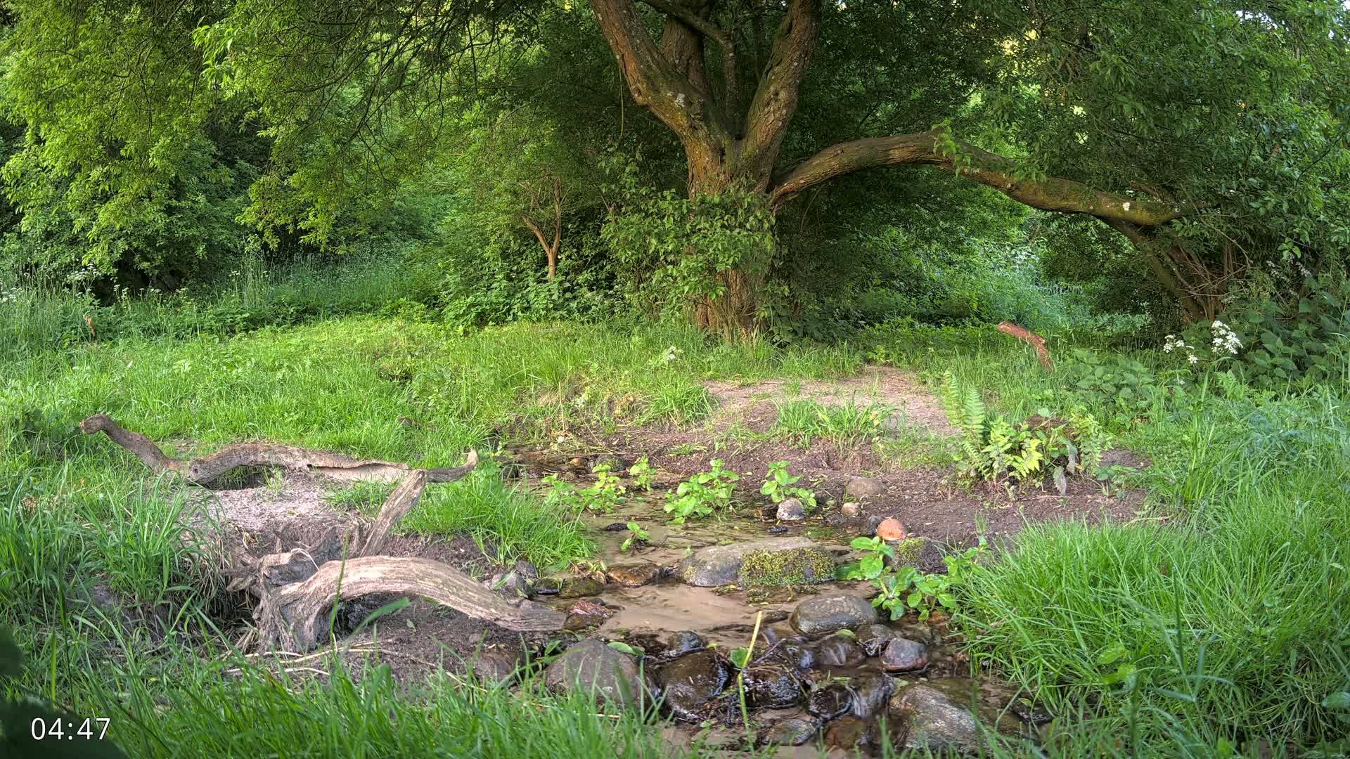 Dronninglund, Wildlife In The Forest Live Cam - Dronninglund, Bronderslev, Nordjylland(North Denmark), Denmark