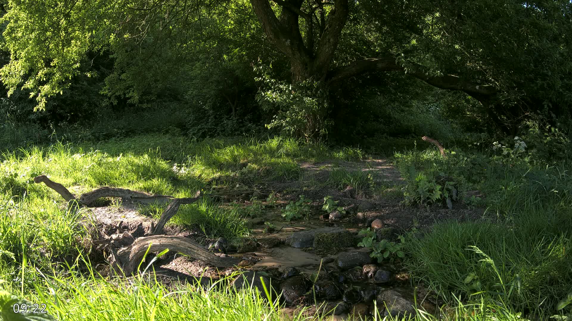 A small stream flows through a sun-dappled forest, with fallen branches partially submerged in the water and lush green grass surrounding it.