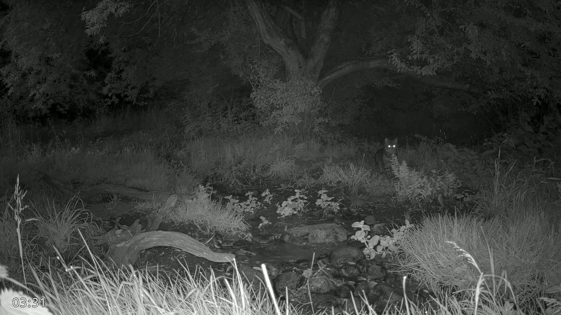 Dronninglund, Wildlife In The Forest Live Cam - Dronninglund, Bronderslev, Nordjylland(North Denmark), Denmark