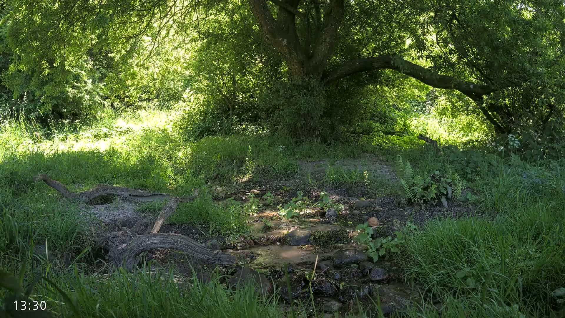 A small stream flows through a sun-dappled woodland, under the shade of a large tree with lush green vegetation surrounding it.