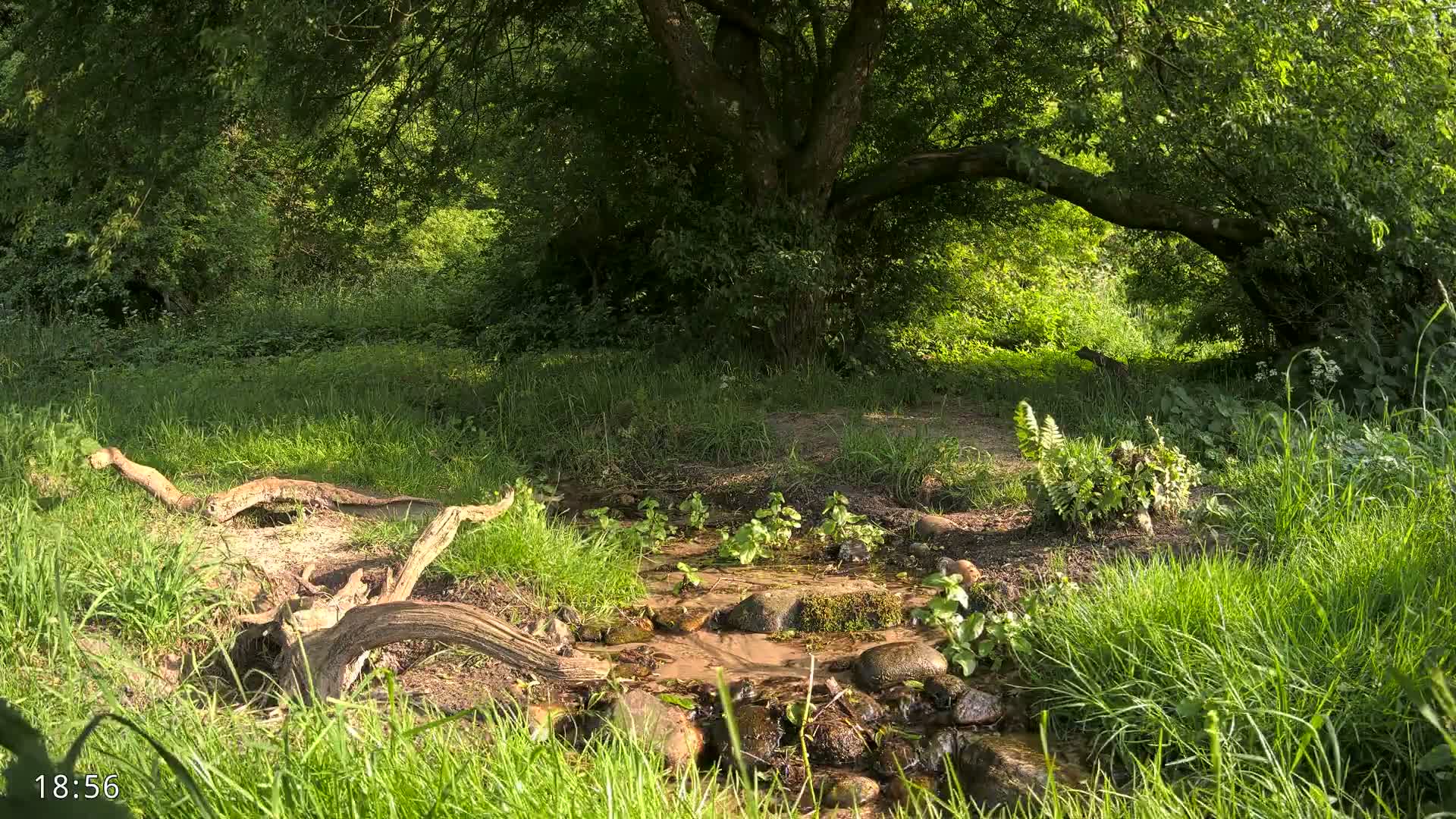 A small stream flows through a lush green forest on a sunny day, partially obscured by fallen branches and overgrown vegetation.