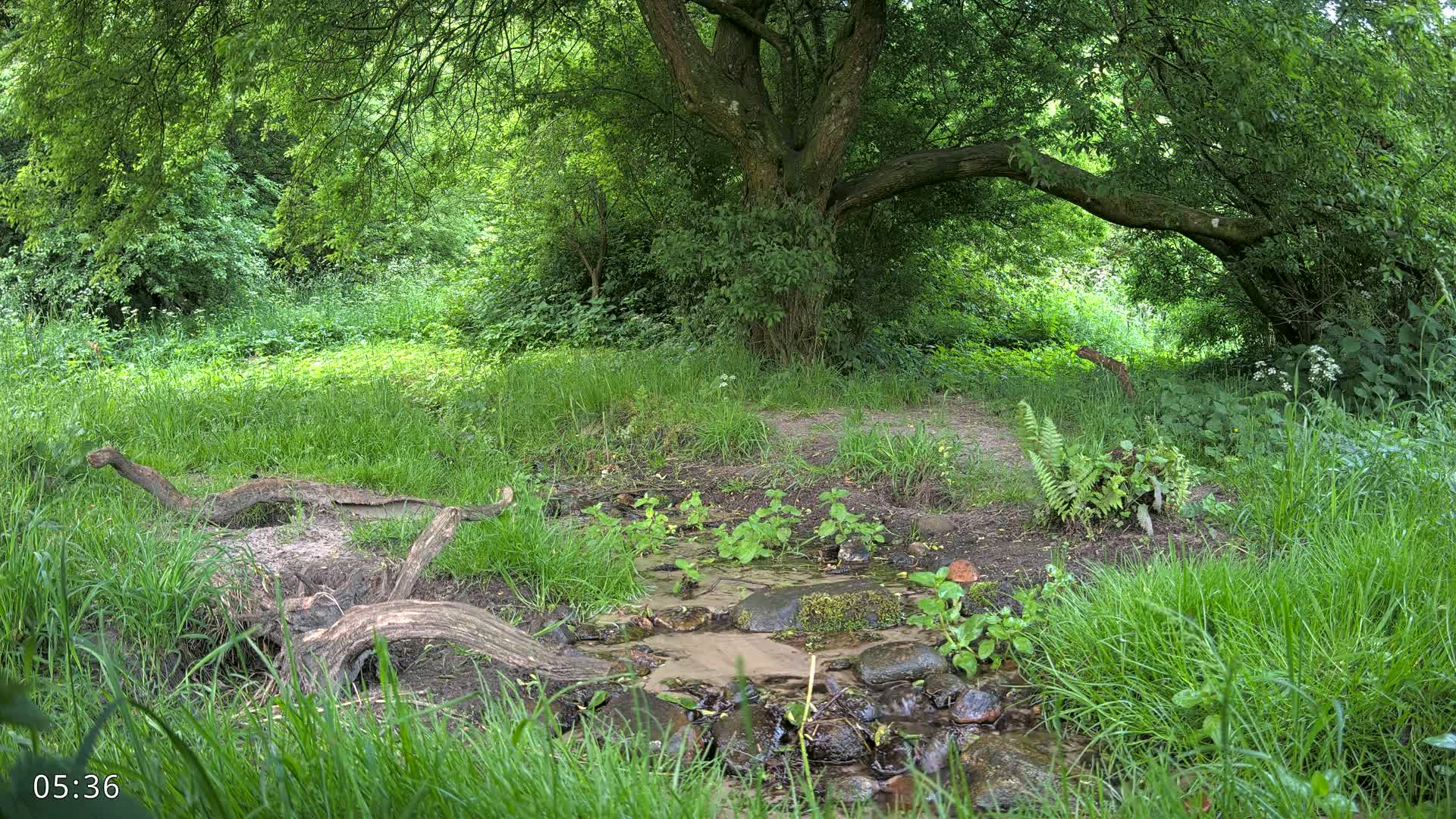 Dronninglund, Wildlife In The Forest Live Cam - Dronninglund, Bronderslev, Nordjylland(North Denmark), Denmark