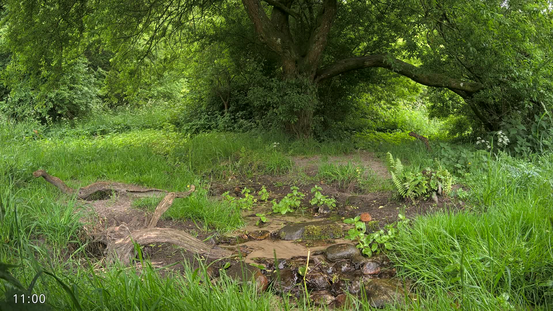 A small stream flows through a lush green forest under the shade of a large tree.