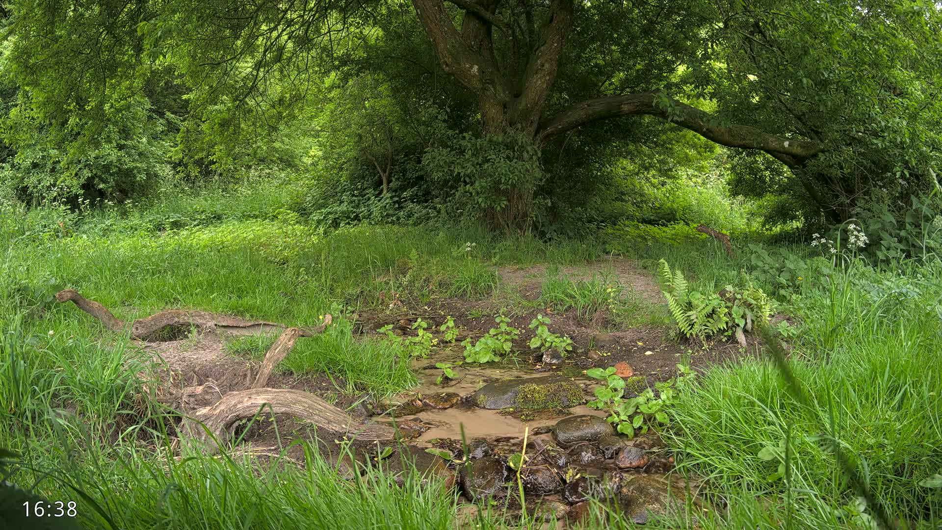 A small stream flows through a lush green forest under the shade of a large tree, with fallen branches partially submerged in the water.