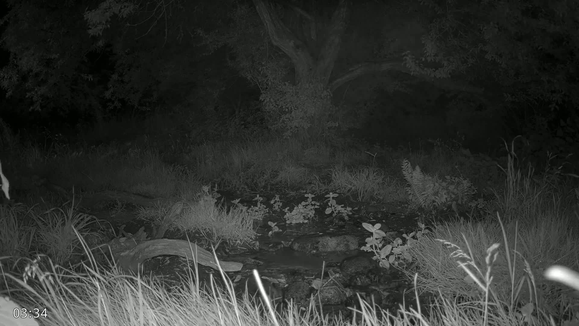 Dronninglund, Wildlife In The Forest Live Cam - Dronninglund, Bronderslev, Nordjylland(North Denmark), Denmark