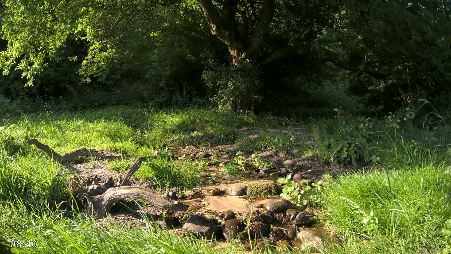Dronninglund, Wildlife In The Forest Live Cam - Dronninglund, Bronderslev, Nordjylland(North Denmark), Denmark