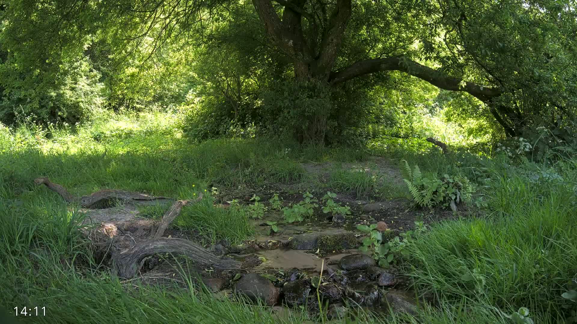 A small stream flows through a lush green forest under the shade of a large tree on a sunny day.