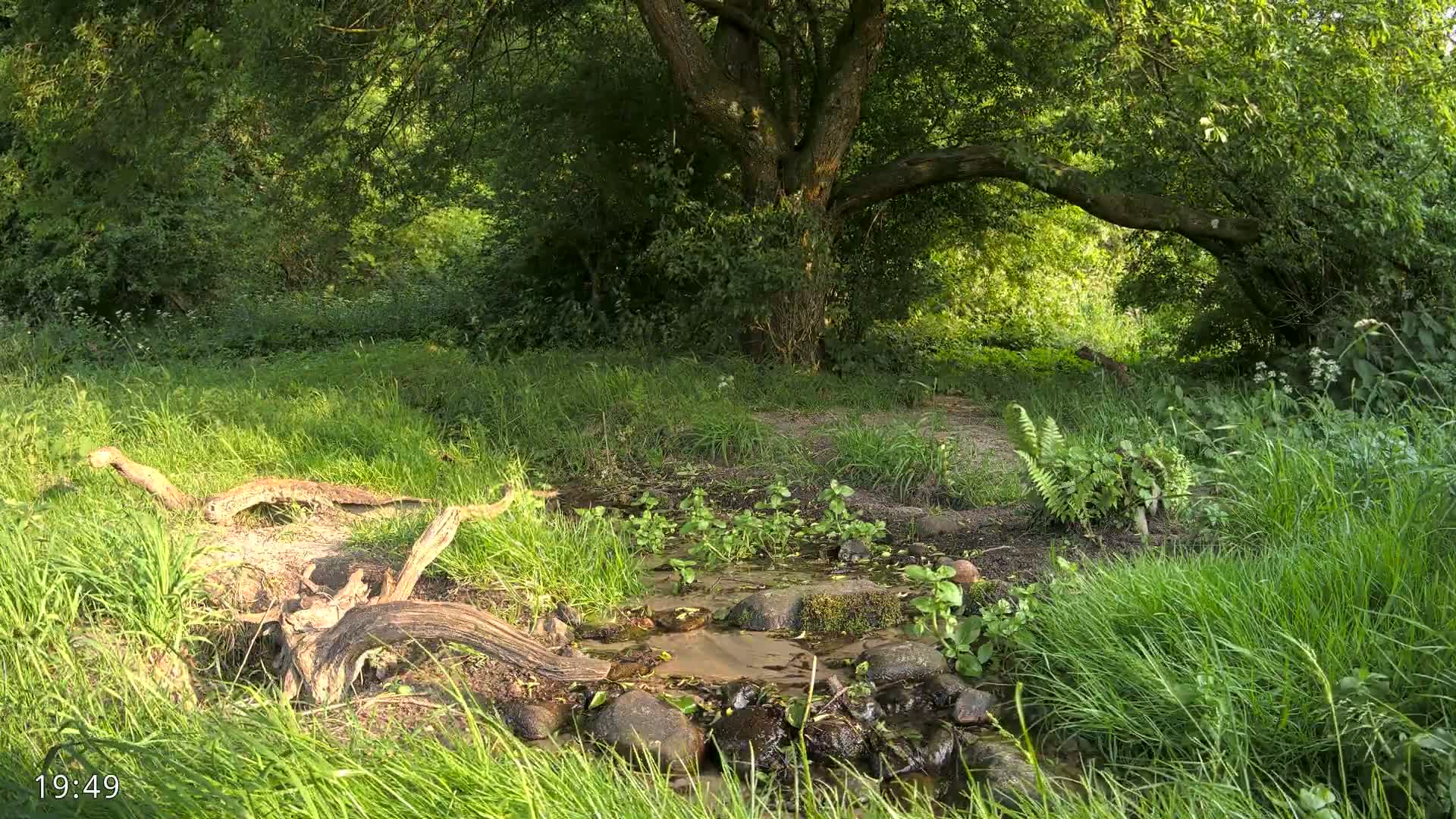 A small stream flows through a lush green woodland, under the shade of a large tree on a sunny day.