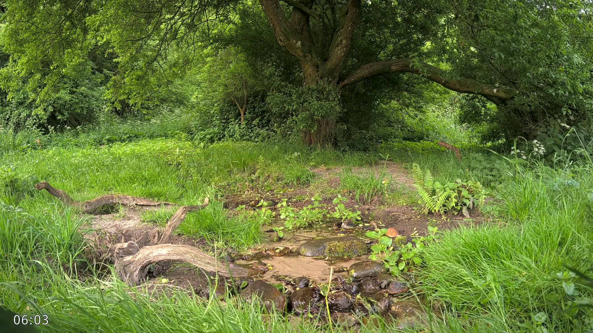Dronninglund, Wildlife In The Forest Live Cam - Dronninglund, Bronderslev, Nordjylland(North Denmark), Denmark