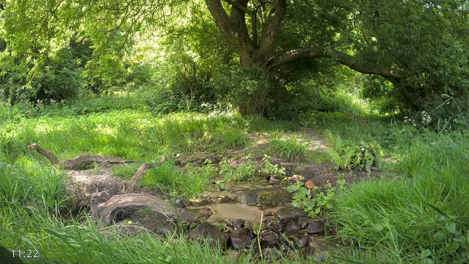 A small stream flows through a lush green forest on a sunny day, with fallen logs and rocks lining its banks.