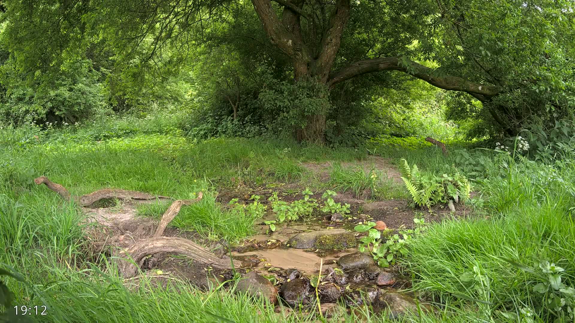 A small stream flows through a lush green forest under the shade of a large tree.