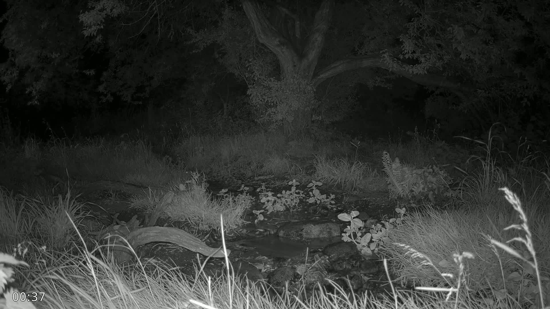 Dronninglund, Wildlife In The Forest Live Cam - Dronninglund, Bronderslev, Nordjylland(North Denmark), Denmark