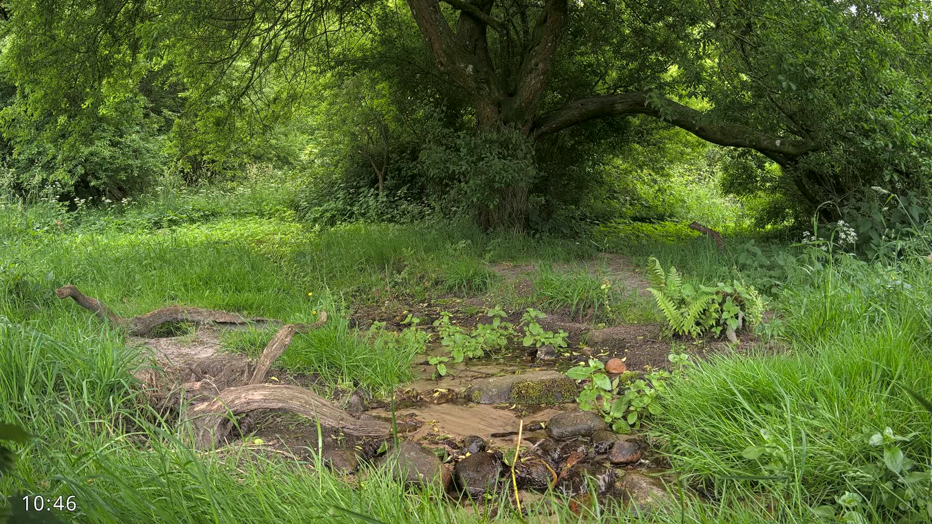 A small stream flows through a lush green forest under a large, shady tree on a partly sunny day.